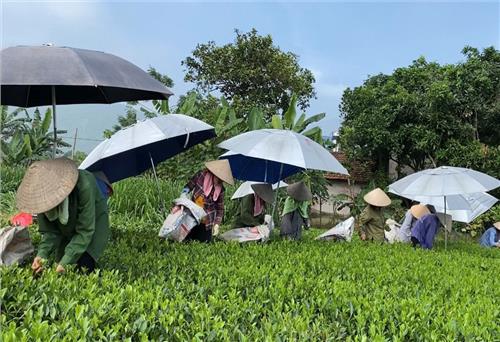 Đại Từ: 15ha chè sản xuất theo hướng hữu cơ đang phát triển tốt