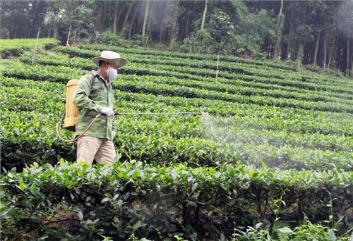 Xuất hiện sâu bệnh hại trên lúa, chè