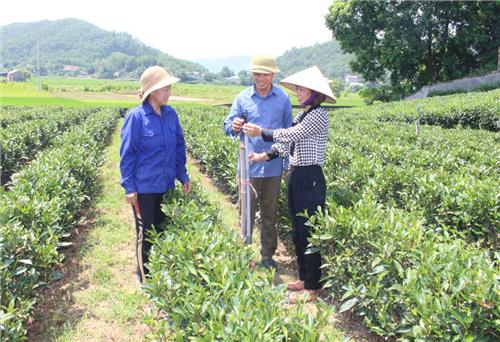 Nông dân Đại Từ “trông” chè trái vụ