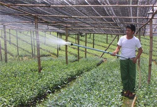 Phát triển cây chè ở Hoàng Nông