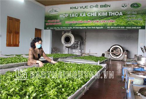 Phúc Xuân no ấm nhờ cây chè