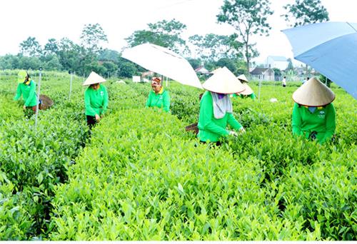 Chè Phổ Yên - vững chỗ đứng