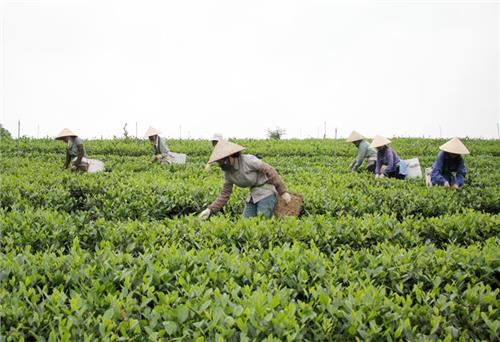 Chủ động phòng bệnh phồng lá trên cây chè