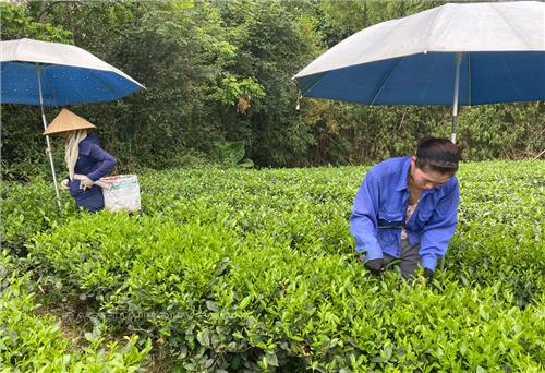  Nâng cao năng lực quản lý theo tiêu chuẩn hữu cơ Việt Nam