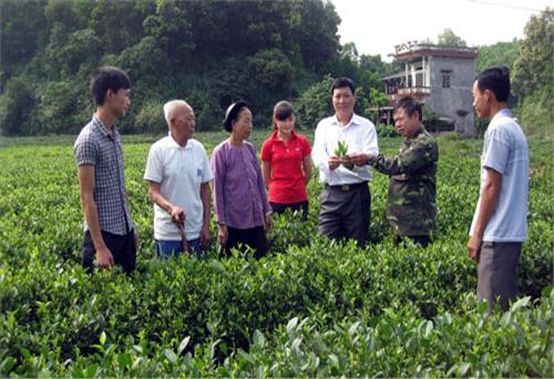 Về vùng du lịch sinh thái - chè Vô Tranh