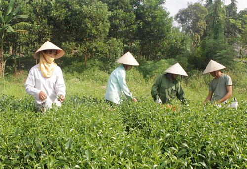 Phú Lương: Thêm 5,6ha chè được cấp Giấy chứng nhận VietGap