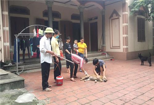 Ra quân tiêm phòng bệnh dại trên đàn chó