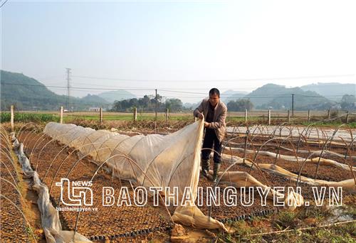 Nhà nông căng mình chống rét