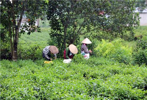 Investing over VND 27 billion to preserve and develop Tan Cuong specialty tea area