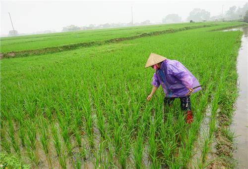 Chủ động phòng, trừ lúa cỏ trên đồng ruộng