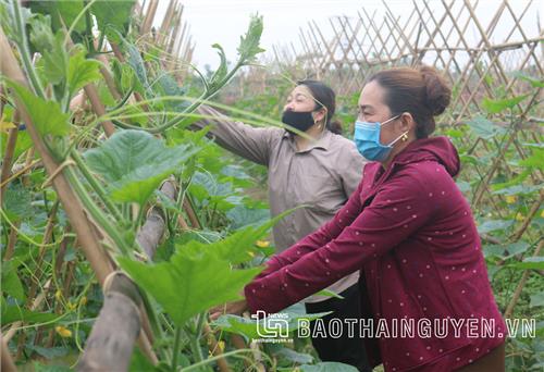 Cùng nông dân “bơi” qua mùa dịch