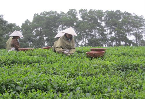 Lợi ích từ việc đa dạng hoá sản phẩm chè