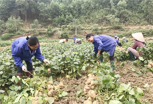 Nâng cao giá trị kinh tế ngành trồng trọt 