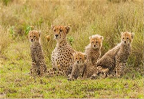 Nỗ lực bảo tồn loài báo cheetah quý hiếm ở châu Phi