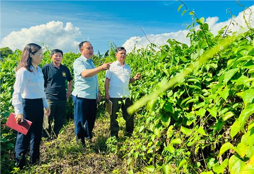 Mô hình trồng cây Sacha inchi đem lại kết quả khả quan