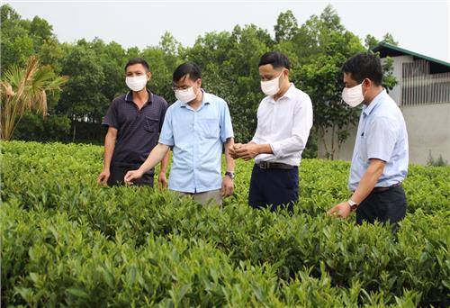 Bảo vệ diện tích đất sử dụng vào mục đích trồng cây chè
