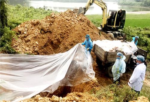 Cần tuân thủ nghiêm ngặt quy trình phòng, chống, dập dịch