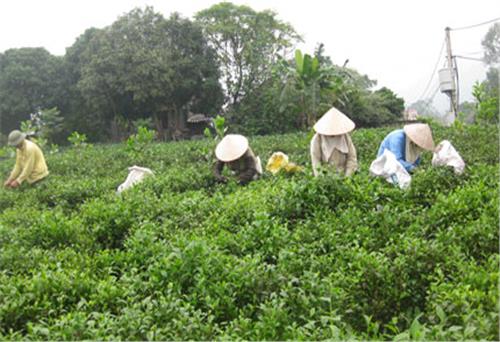 Đẩy mạnh sản xuất chè an toàn theo tiêu chuẩn VietGAP