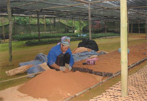 Trồng mới, trồng lại trên 1.500ha chè