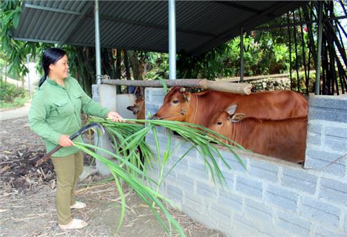 Chủ động phòng, chống rét cho vật nuôi