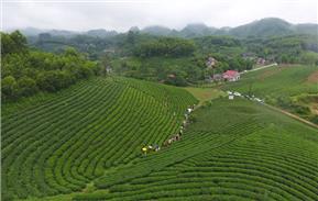 Chè hữu cơ lên ngôi