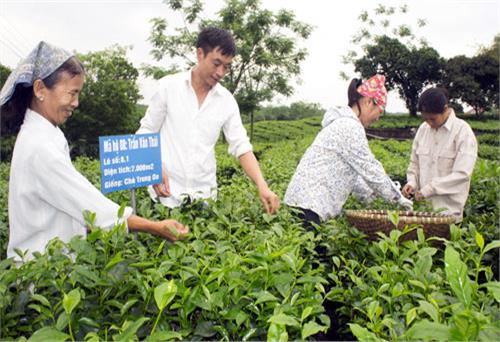 Từ xóm Guộc đến Festival Trà Quốc tế