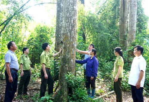 Quản lý rừng bền vững từ cộng đồng