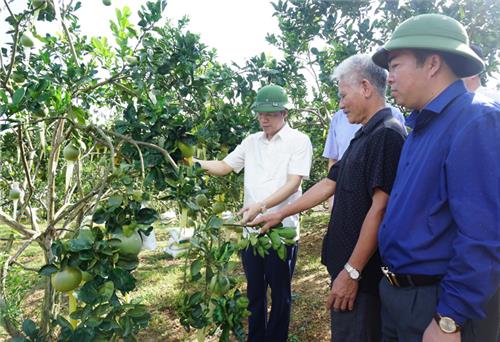 Xác định cây trồng mũi nhọn để tập trung đầu tư phát triển