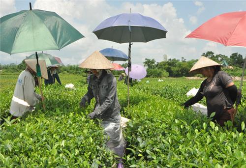Chú trọng nâng cao giá trị sản phẩm chè 