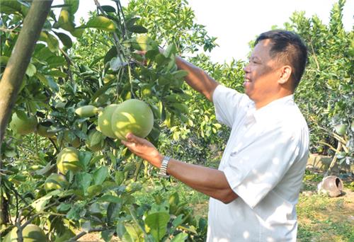 Trồng, chăm sóc bưởi diễn theo quy trình VietGAP