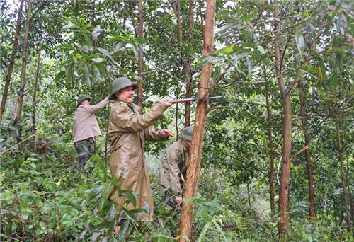 Trồng rừng gỗ lớn: Hướng phát triển kinh tế bền vững