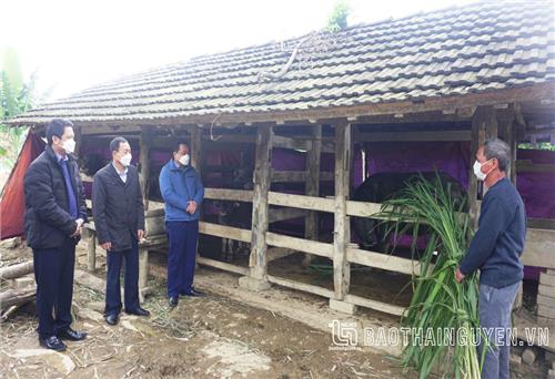 Kiểm tra công tác phòng, chống đói rét cho vật nuôi