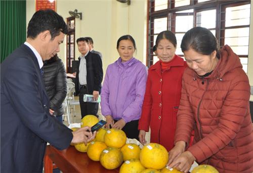 Quả bưởi Tân Quang được dán tem truy xuất nguồn gốc