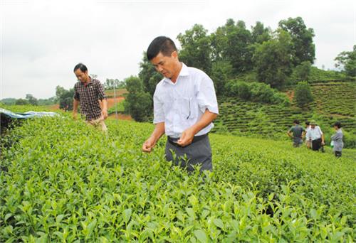 Sức sống mới ở một làng nghề chè truyền thống