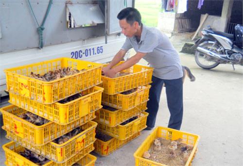 Việt Ninh làm theo lời Bác