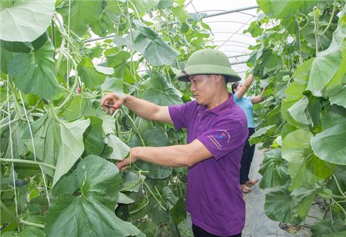 Thu hàng trăm triệu đồng từ mô hình nhà lưới 