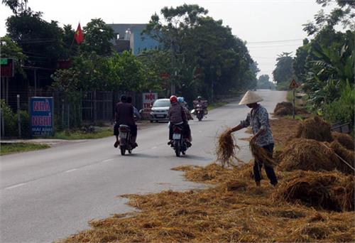 Mùa gặt ở Phú Bình: Đường giao thông biến thành sân phơi nông sản