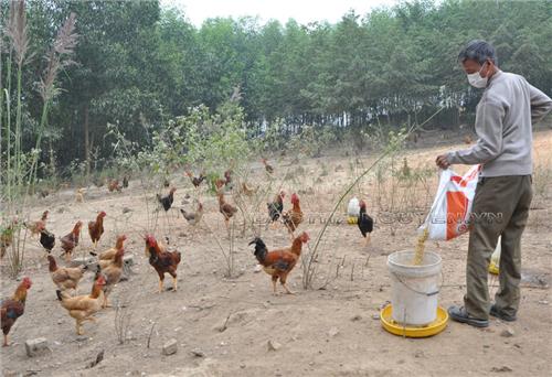 Tết này, không lo thiếu gà đồi Phú Bình