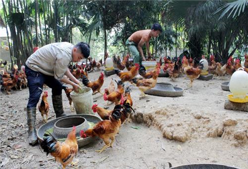 Khát vọng làm giàu của chàng trai 9X