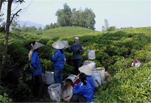 Mang tinh hoa đến với Liên hoan