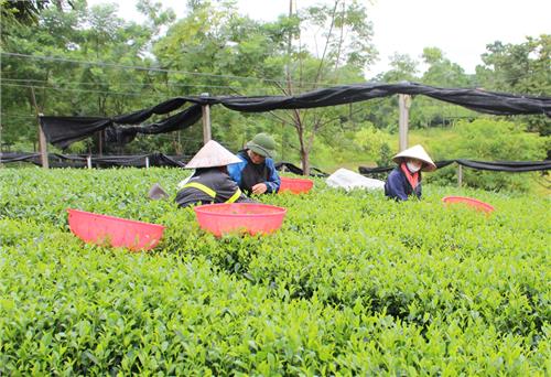 TP. Thái Nguyên: Đầu tư gần 40 tỷ đồng cho công tác giảm nghèo