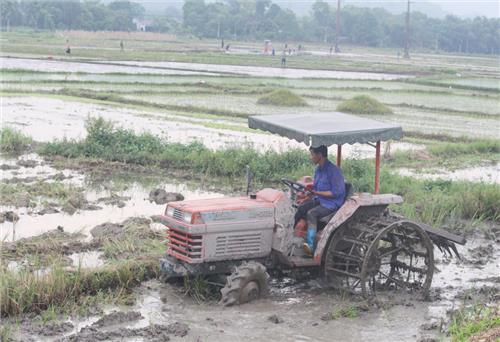 Đại Từ: Gieo cấy được trên 50% diện tích lúa mùa