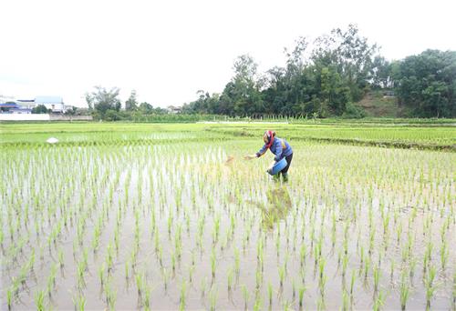 Toàn tỉnh gieo cấy được trên 97% diện tích lúa xuân