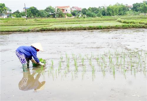 Toàn tỉnh đã gieo cấy trên 65% diện tích lúa mùa