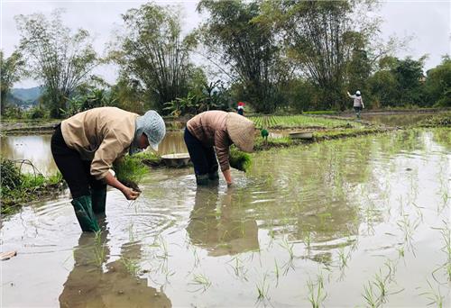 Gieo cấy lúa vụ xuân đạt trên 50% diện tích