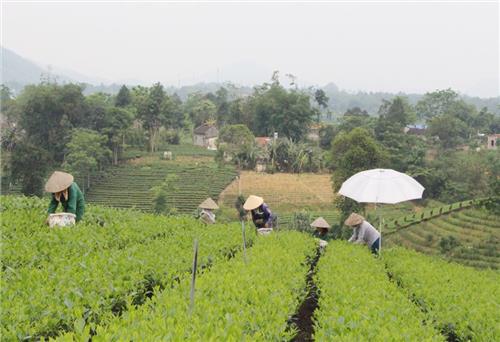 Đại Từ: 54 HTX tạo việc làm cho trên 1.100 thành viên, người lao động