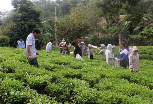 Định Hóa chuẩn bị cho Festival Trà