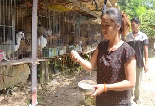 Tri thức trẻ về làng: Khởi nghiệp từ đất quê (Bài 2)