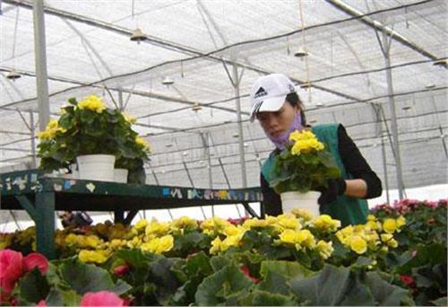 Hoa tươi Đà Lạt sang thị trường Nga