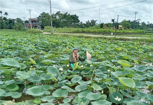 TP. Thái Nguyên: Mô hình trồng hoa sen cho hiệu quả kinh tế cao